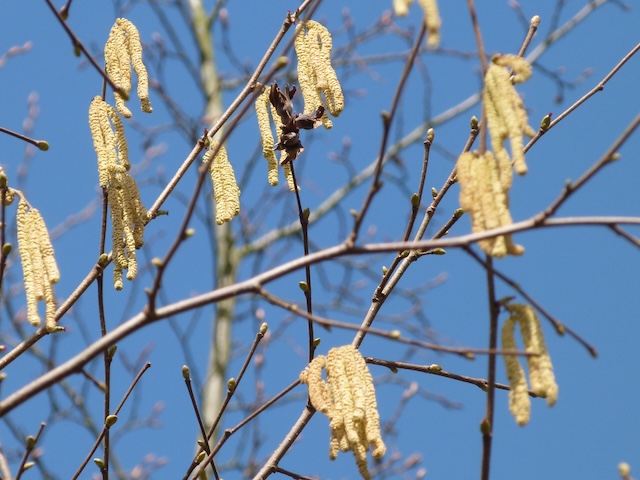 Der Frühling naht – Tipps bei Pollenallergie